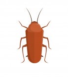 cockroaches - pest control