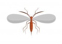 mosquito - pest control
