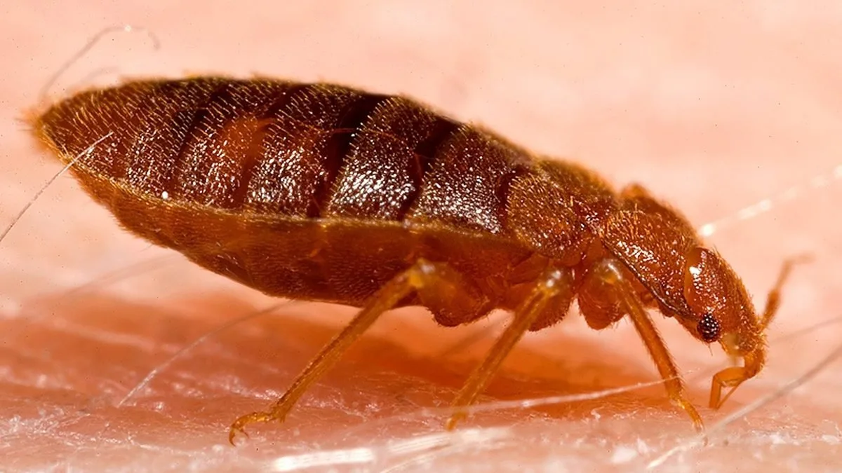 Close up of an adult bed bug