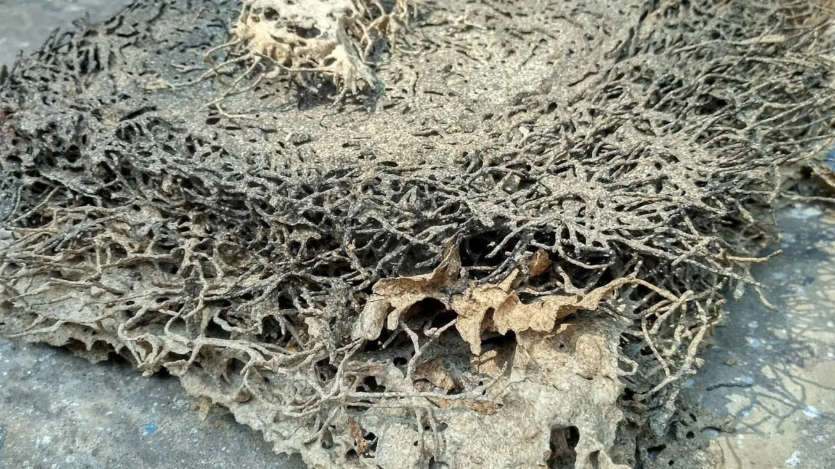 Termite damaged wood with a hollowed out surface